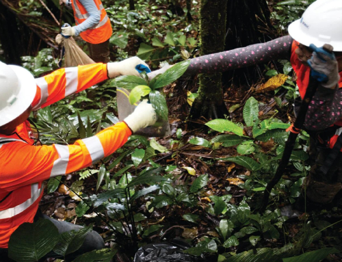 ¿Prevención de impactos o resarcimiento de daños ambientales?