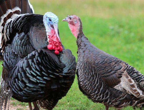 Un pavo nunca votará a favor de la Navidad